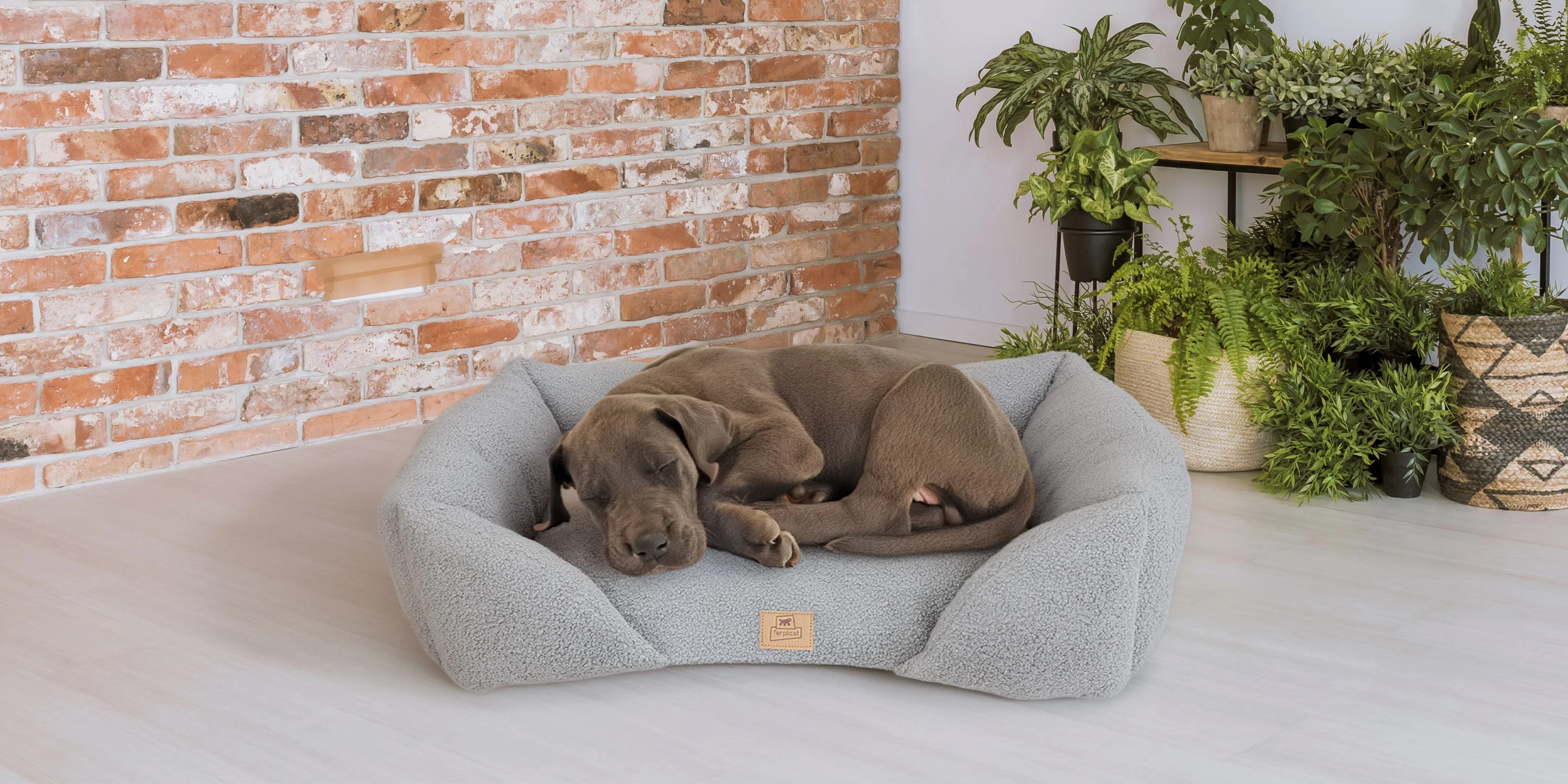 Style and Comfort for Every Pet