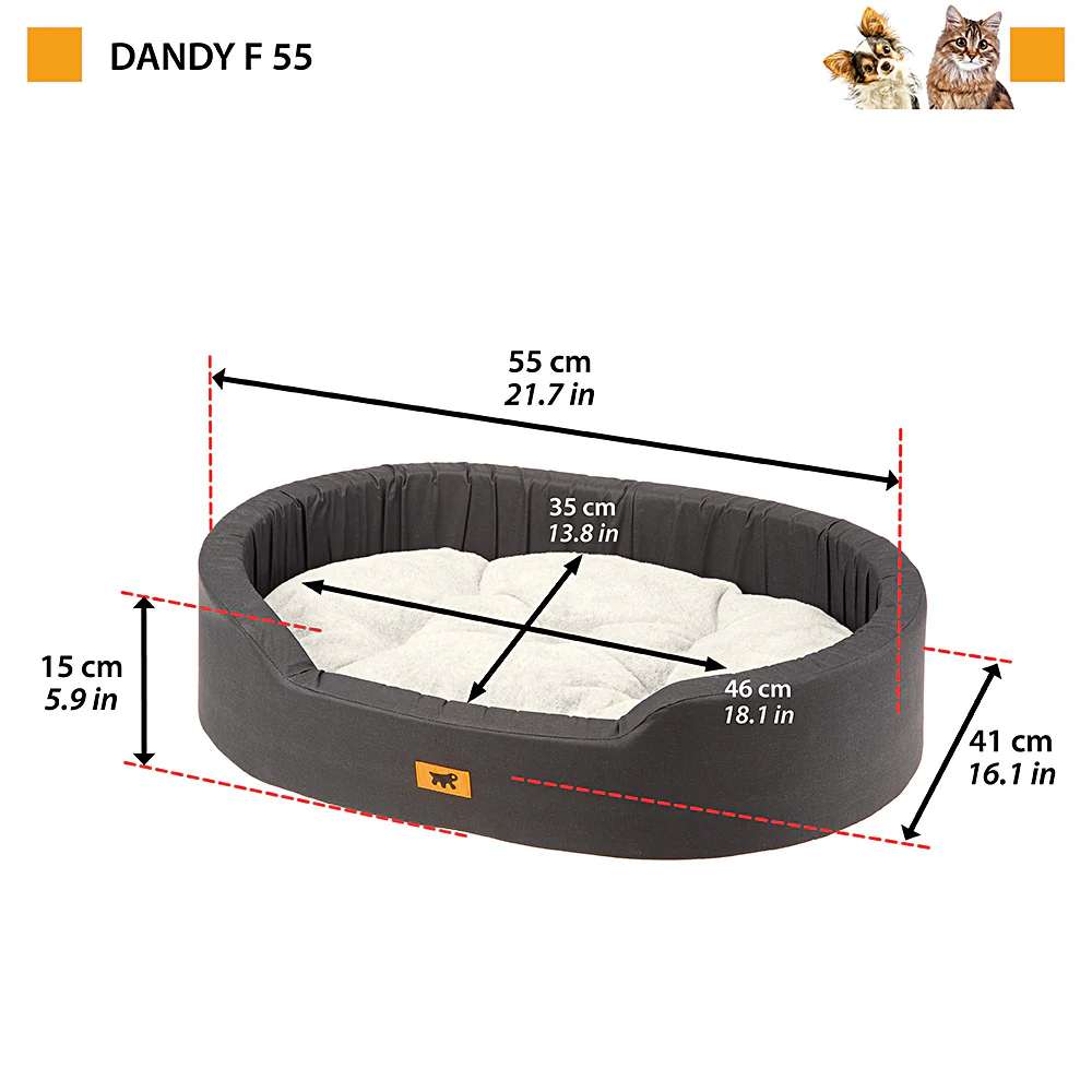 DANDY F - Image 4
