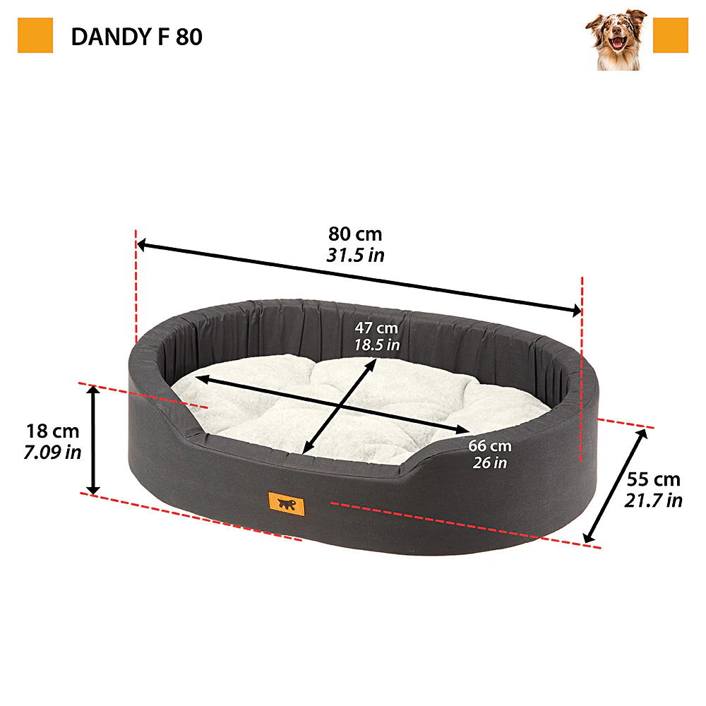 DANDY F - Image 7