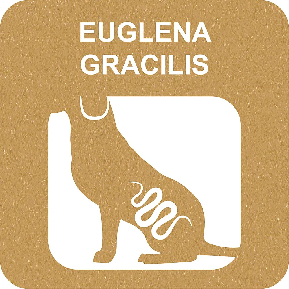 100% SNACK FILLABLE - BONE EUGLENA - Image 3