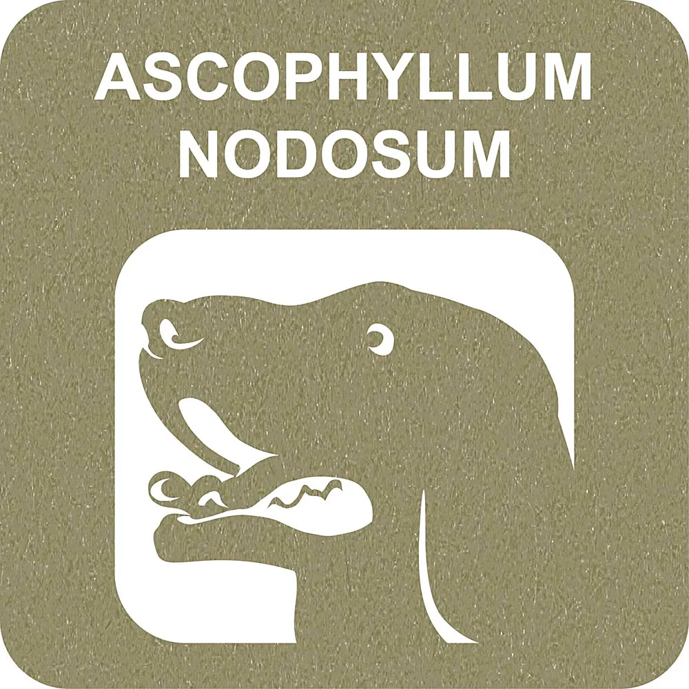 100% SNACK STICKS - FUSILLI ASCOPHILLUM - Image 3